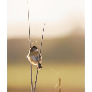 Zitting Cisticola