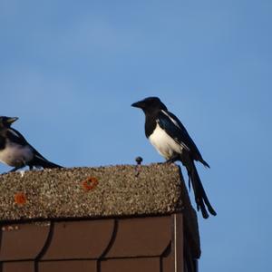 Black-billed Magpie