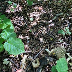 Bay Bolete