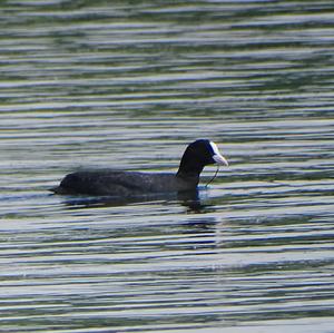 Common Coot