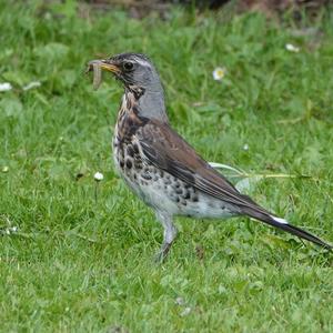 Fieldfare