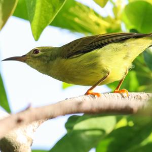 Plain-throated Sunbird