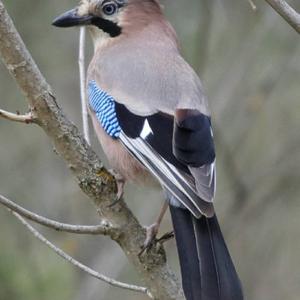 Eurasian Jay