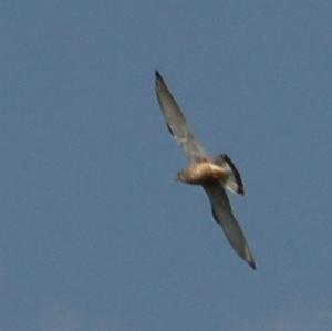 Common Kestrel