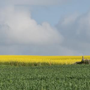 Common Buzzard