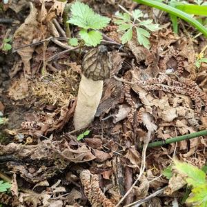 Half-free Morel