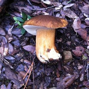 King Bolete