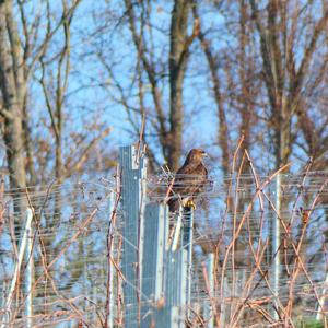 Common Buzzard