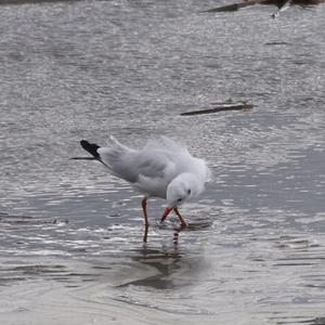 Black-headed Gull