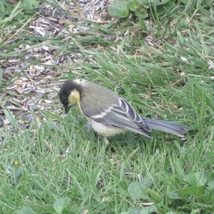 Great Tit