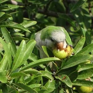 Monk Parakeet