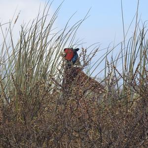 Common Pheasant