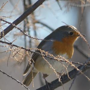 European Robin