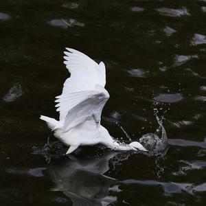 Little Egret