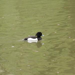 Tufted Duck