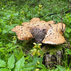 Dryad`s Saddle