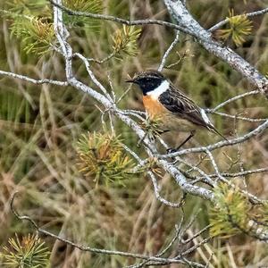 European stonechat