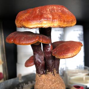 Shining Ganoderma