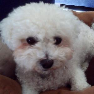 Bichon Frise