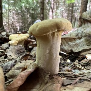 Chanterelle, Common