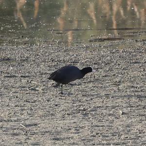 Common Coot