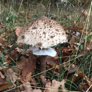 Parasol Mushroom