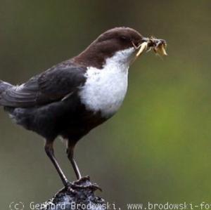 White-throated Dipper