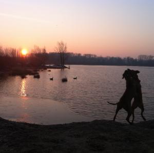 Rhodesian Ridgeback