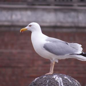 Herring Gull