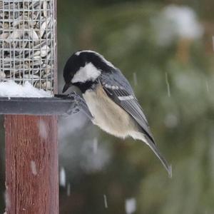 Coal Tit