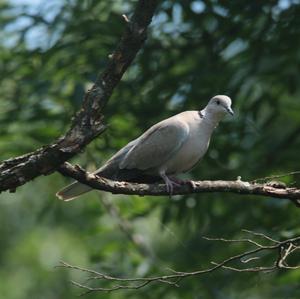 Eurasian Collared-dove