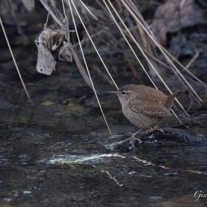 Winter Wren