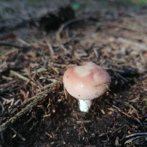 Bare-toothed Russula