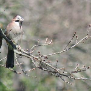 Eurasian Jay