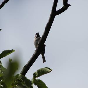 Eurasian Tree Sparrow