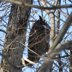 Great Horned Owl