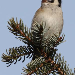 Eurasian Tree Sparrow