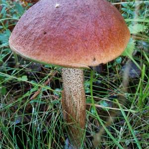 Orange Birch Bolete