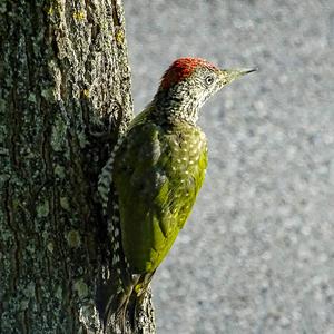 Eurasian Green Woodpecker