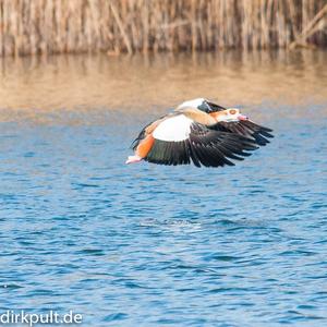 Nilgans