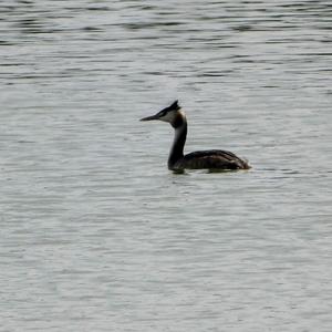 Great Crested Grebe