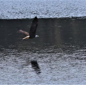 Weißkopfseeadler