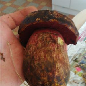 Dotted-stem Bolete