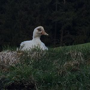 Greater White-fronted Goose