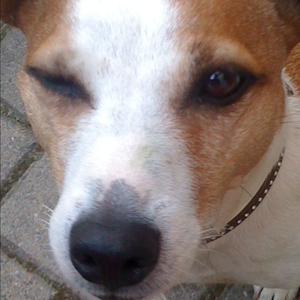 Russell Terrier