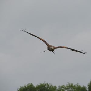 Red Kite