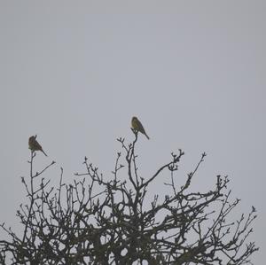 Yellowhammer