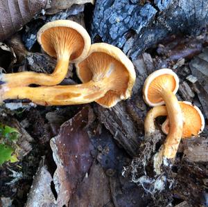 False Chanterelle