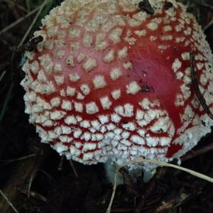 Fly Agaric