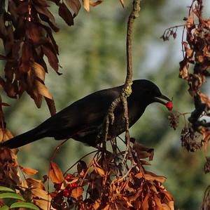 Eurasian Blackbird